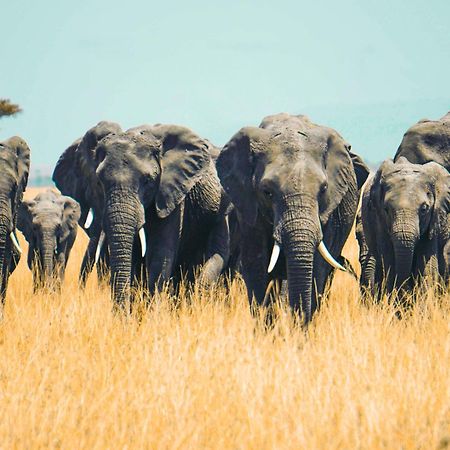 Kananga Special Tented Camp Banagi Dış mekan fotoğraf