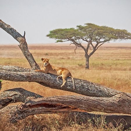Kananga Special Tented Camp Banagi Dış mekan fotoğraf